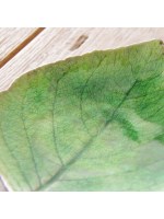 【@kuma@】COSTA NOVA リヴィエラ ハイドランジ 4枚セット コスタ・ノバ リヴィエラ ハイドランジアリーフS トマテ